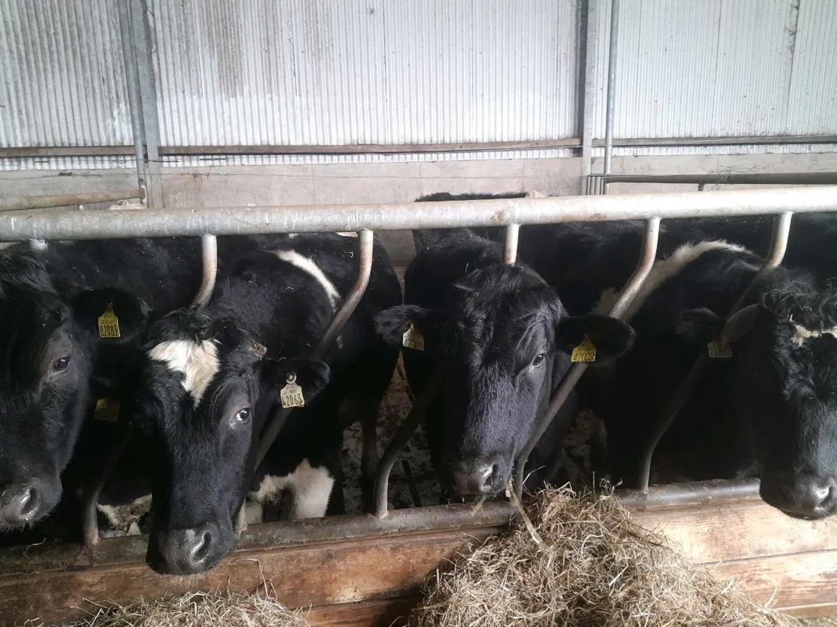 Feeding cows bullocks,required farmer buyer - Image 3