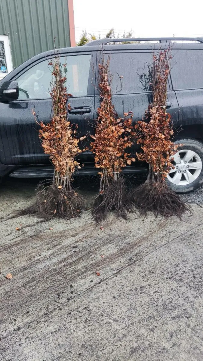 Instant Green Beech Hedging 1.2 ..1.5metre 4 euro - Image 1