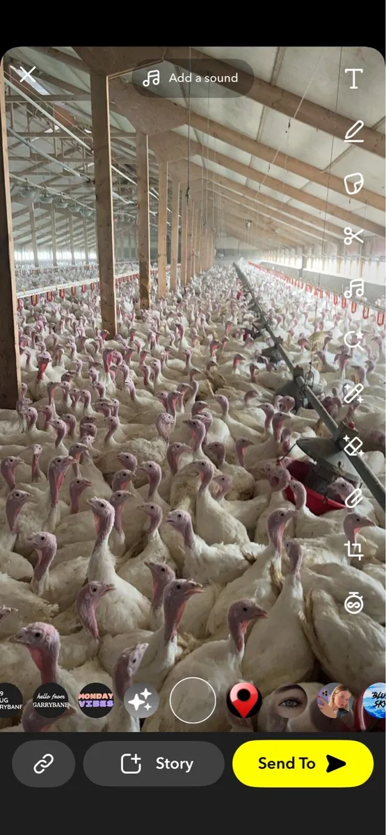 Turkey litter