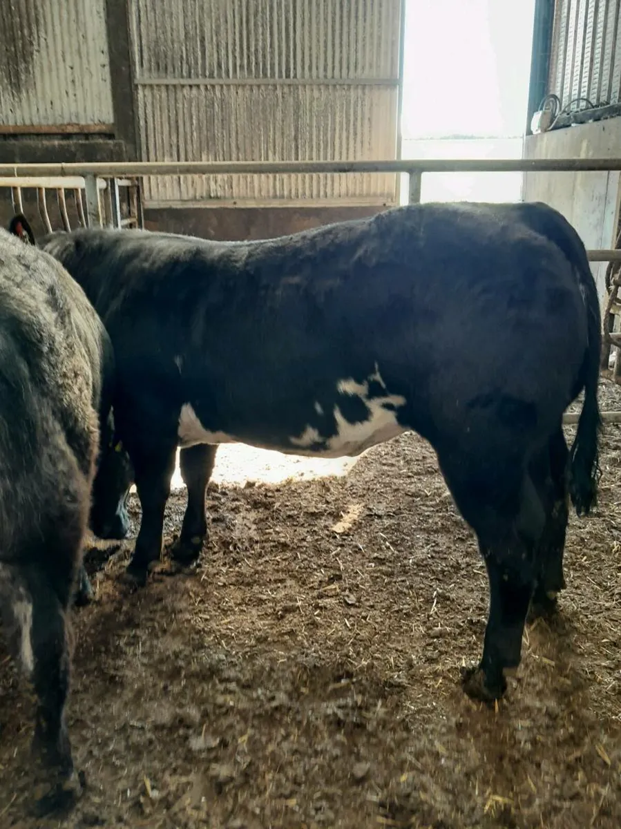Balla Mart..4 Hybrid Heifers - Image 2