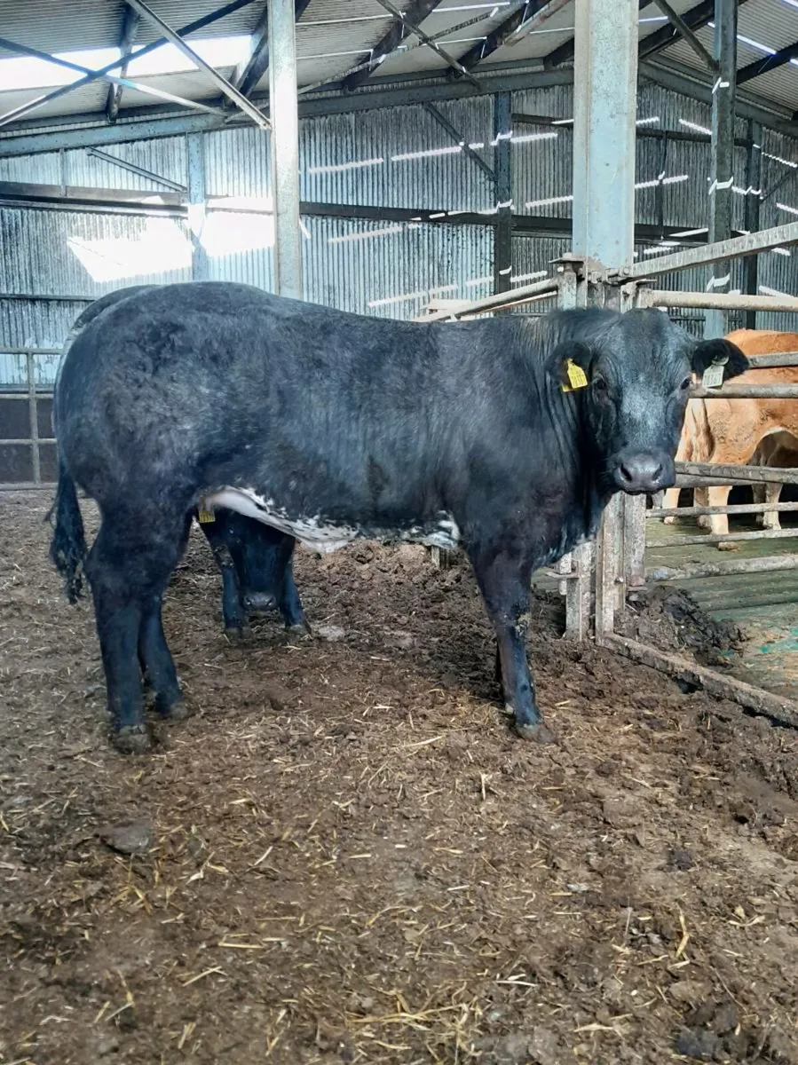 Balla Mart..4 Hybrid Heifers - Image 3