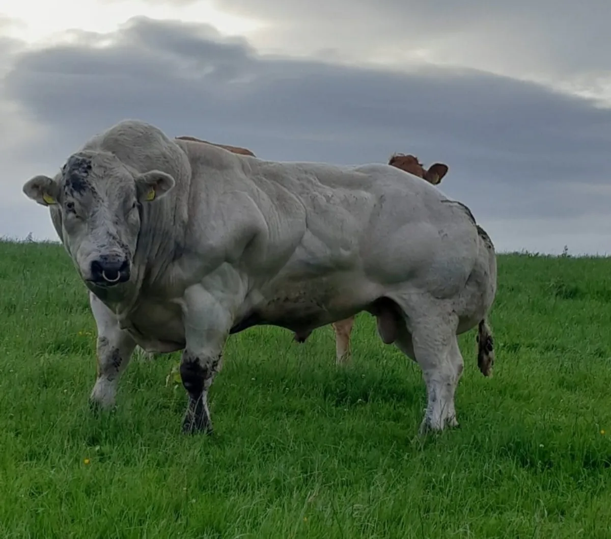 Balla Mart..4 Hybrid Heifers - Image 4