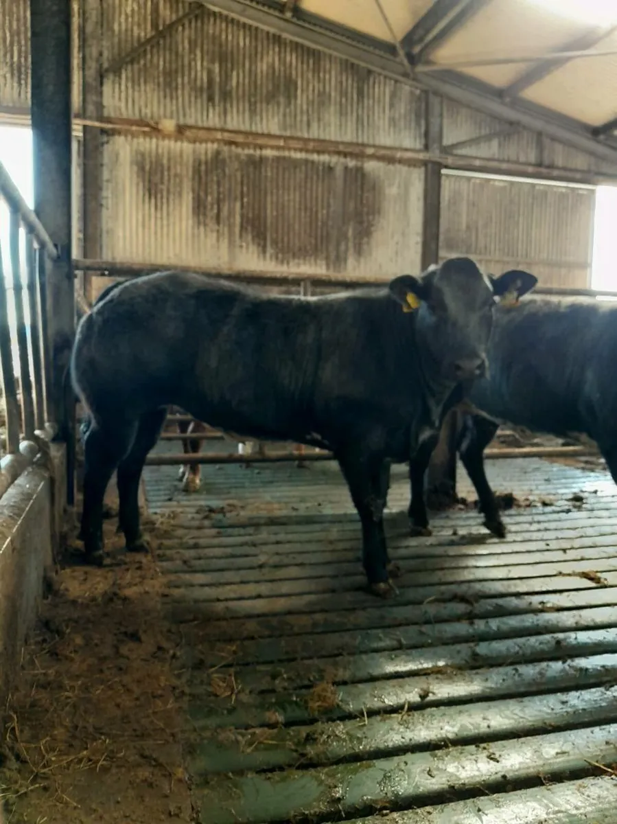 Balla Mart..4 Hybrid Heifers - Image 1