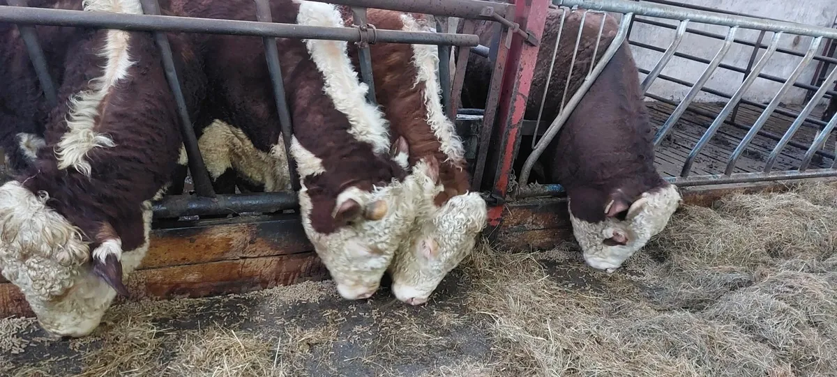 Pedigree Hereford Bulls - Image 1