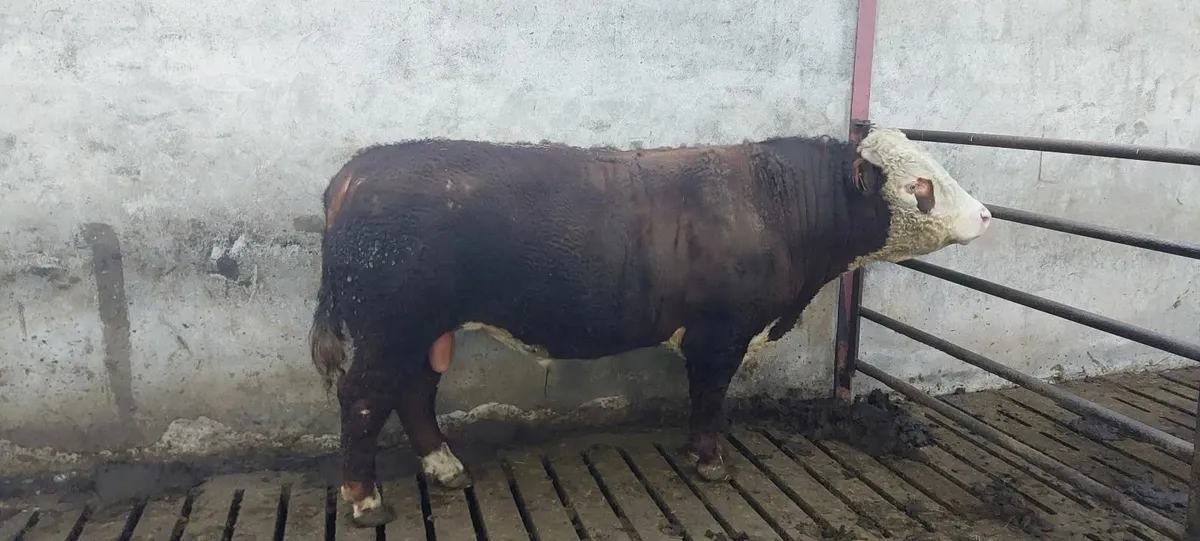 Pedigree Hereford Bulls - Image 4