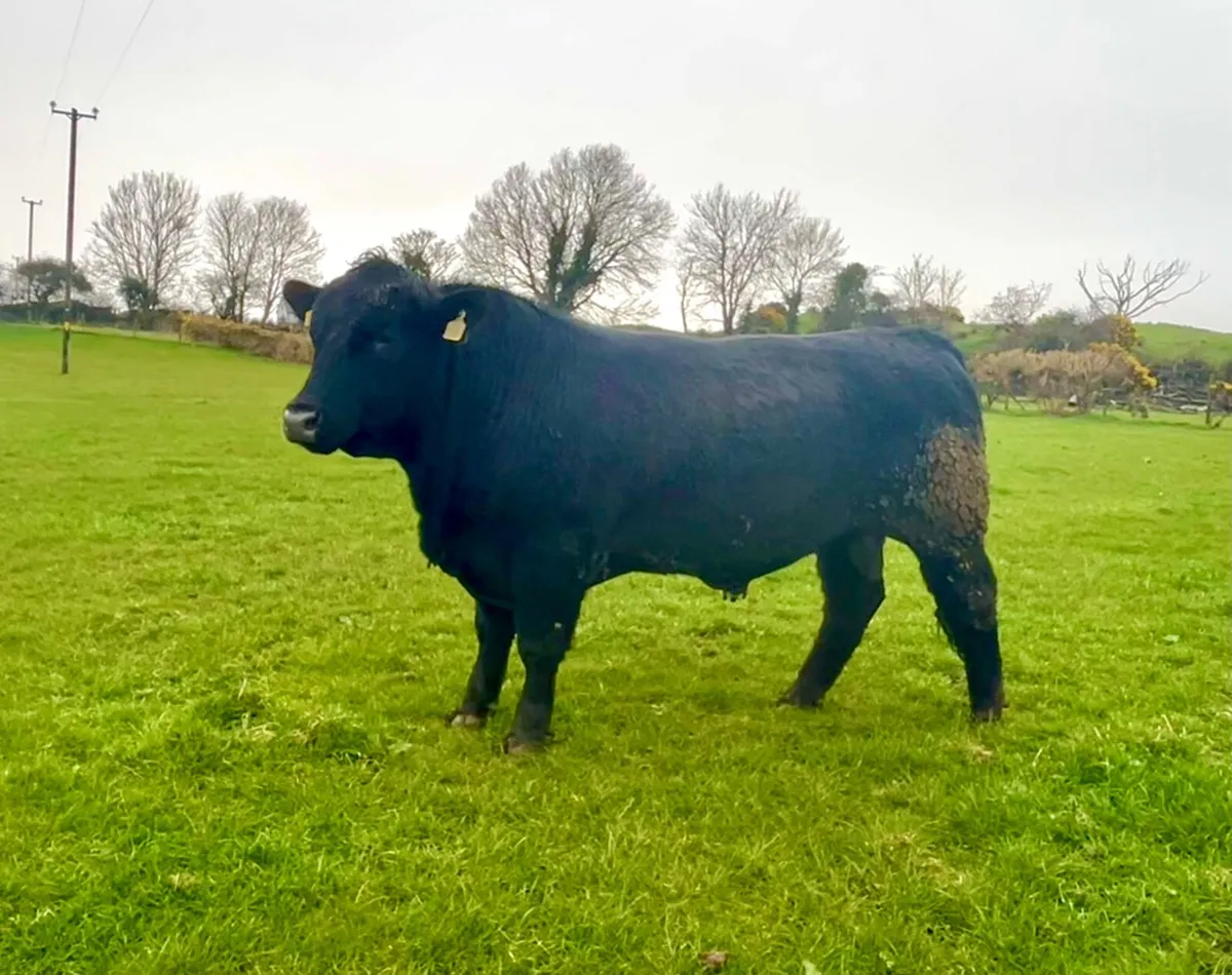 Pedigree Angus bulls - Image 1