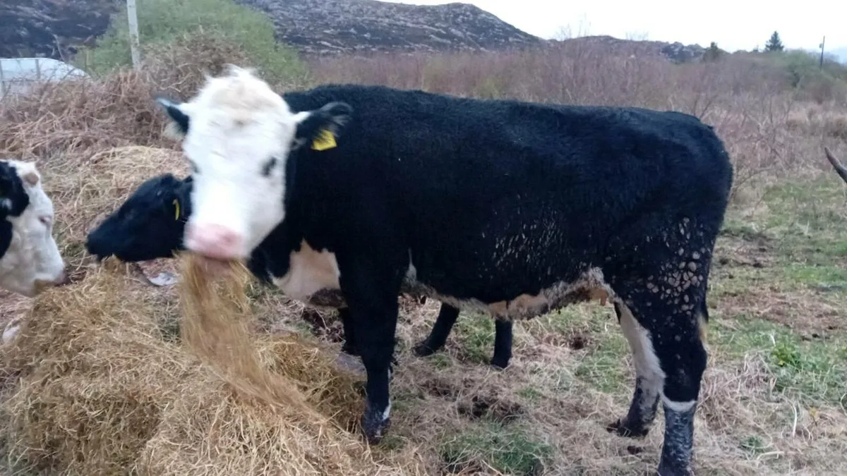 Cattle for Sale - Image 2