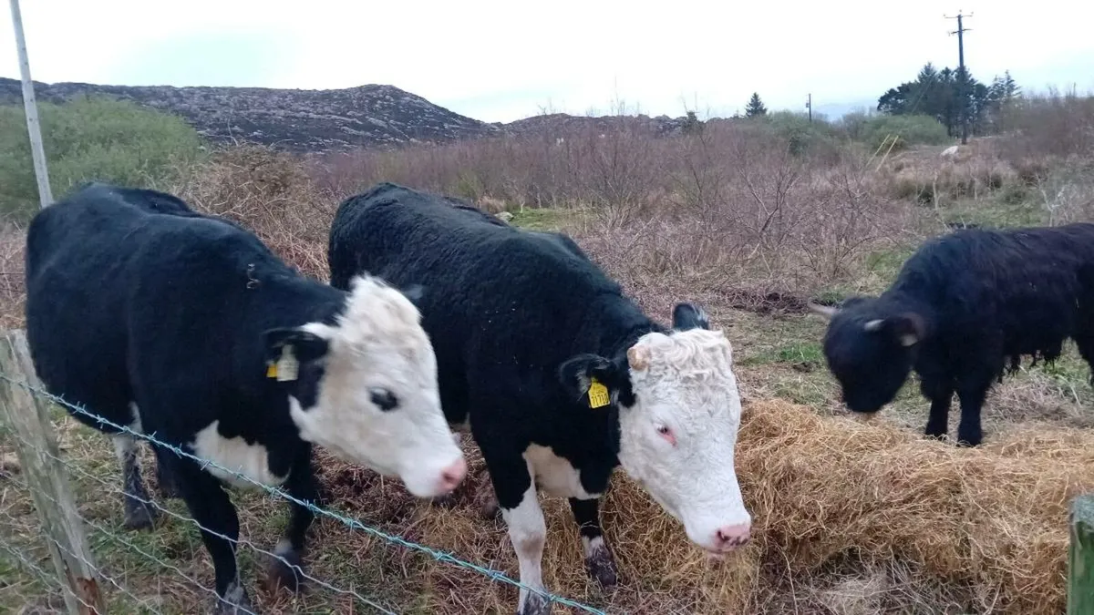 Cattle for Sale - Image 1