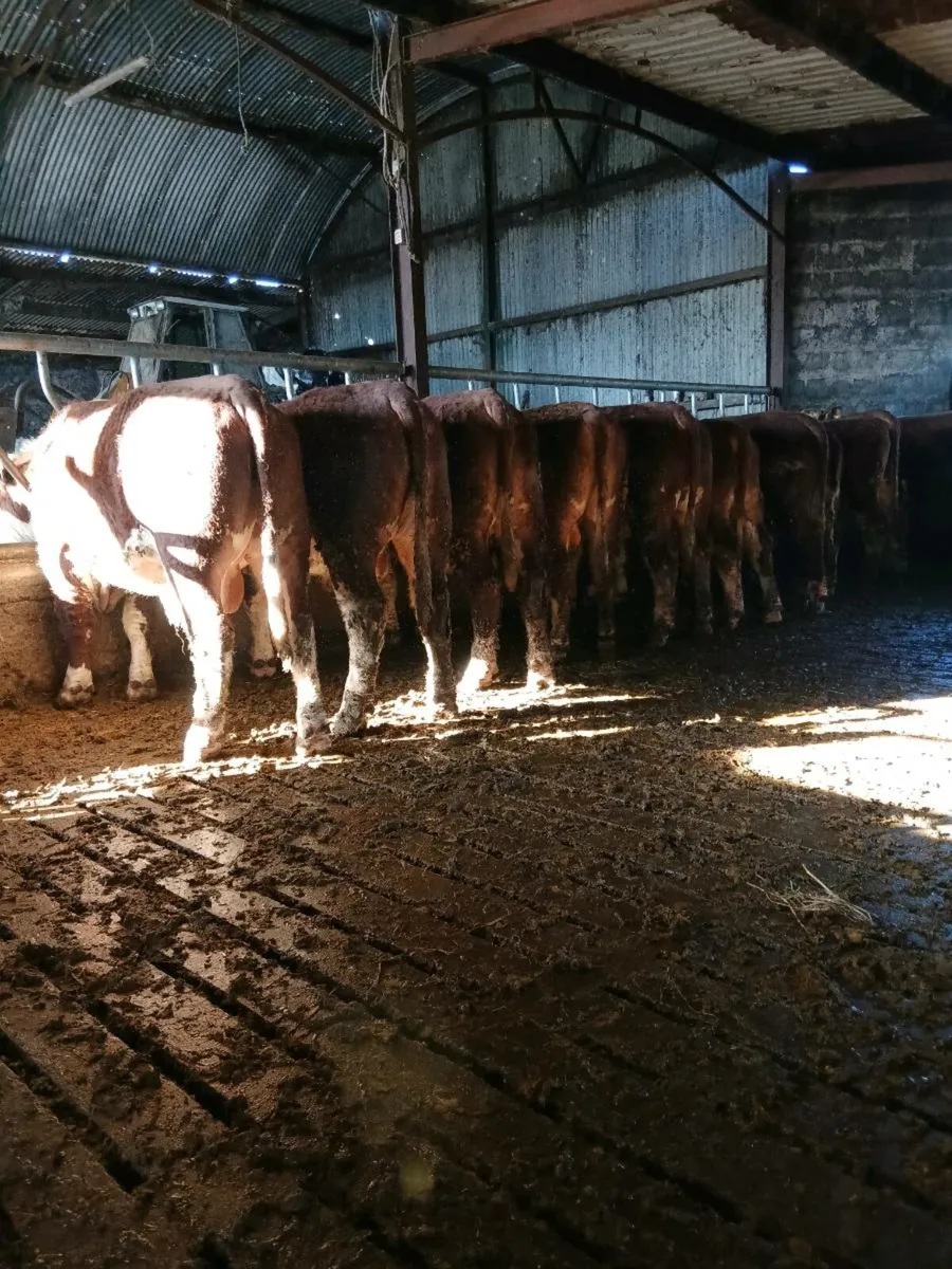 Hereford bulls - Image 2