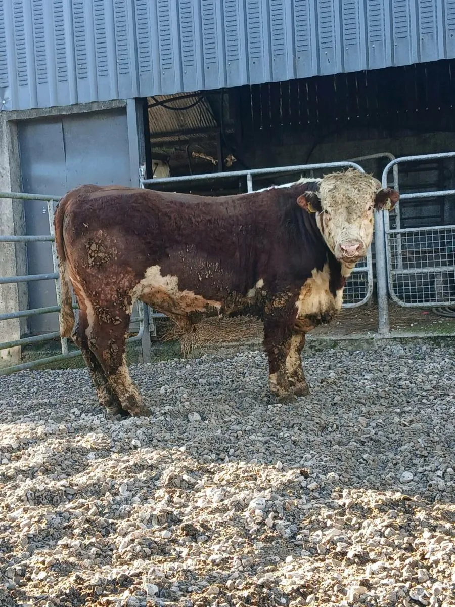 Hereford bulls - Image 3