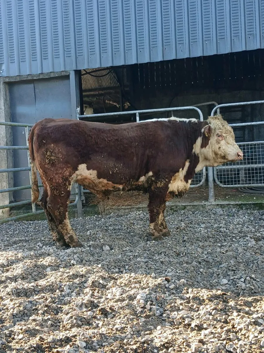 Hereford bulls - Image 4