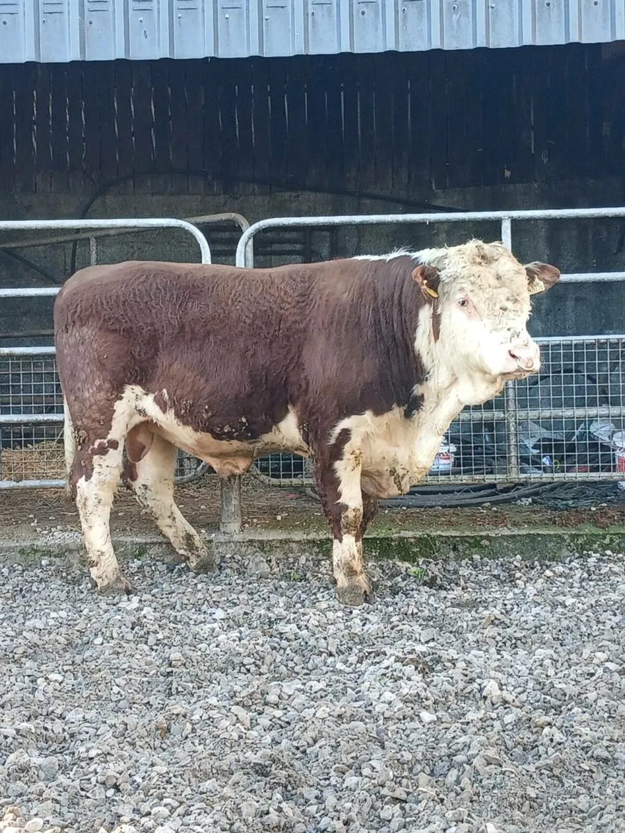 Hereford bulls - Image 1