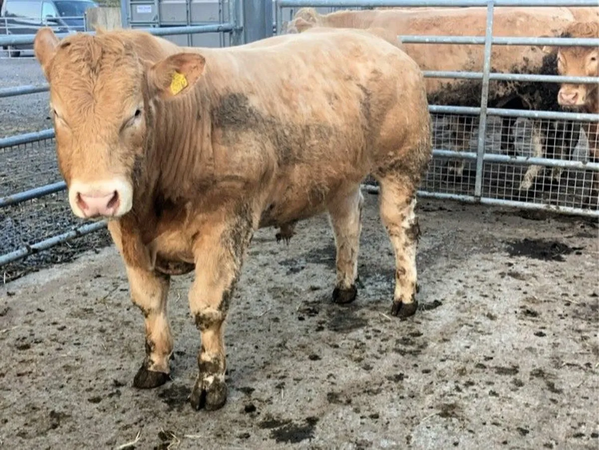 QUAILTY BULLOCKS - BALLINROBE MART 26TH MARCH - Image 2