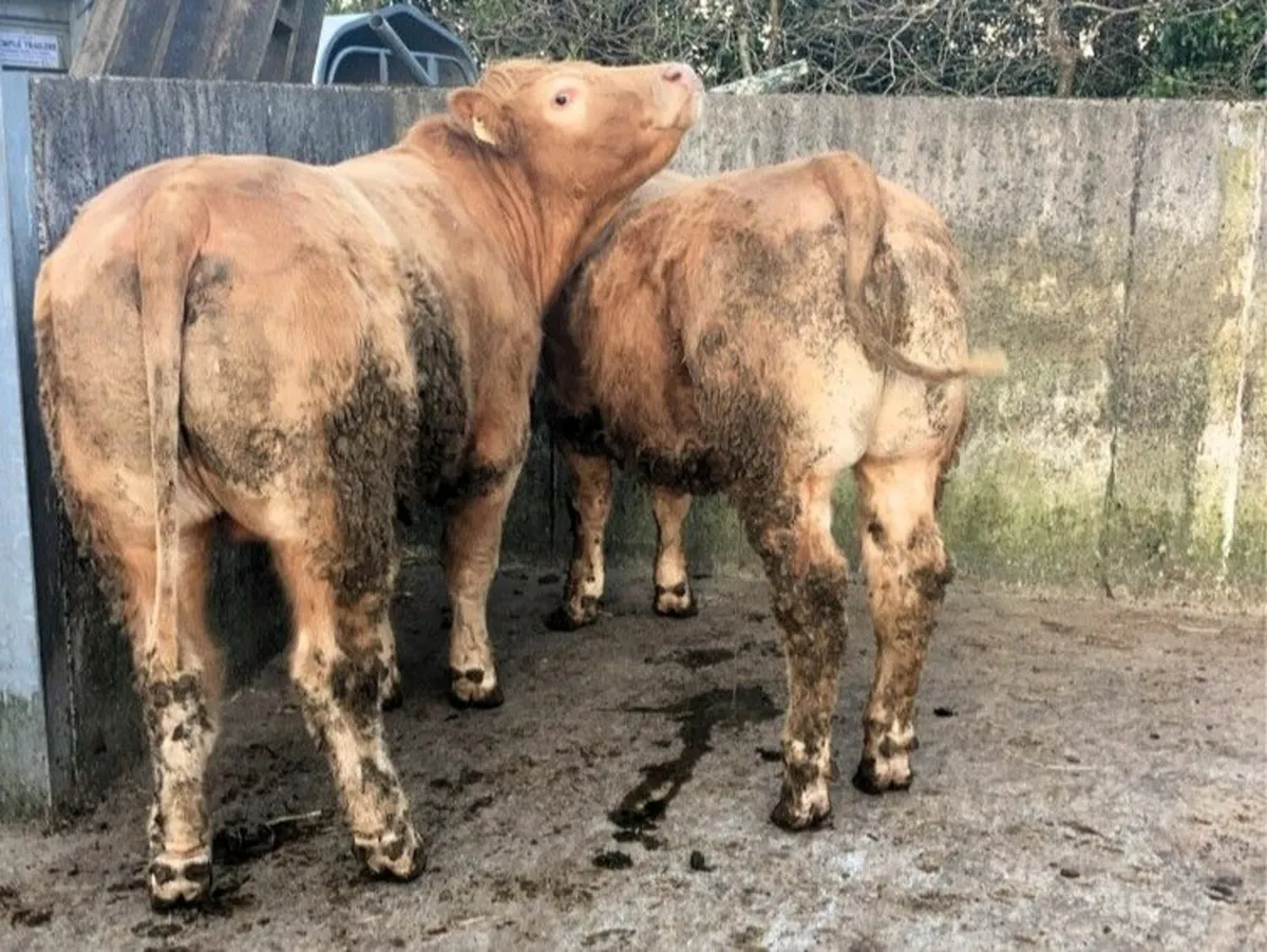 QUAILTY BULLOCKS - BALLINROBE MART 26TH MARCH - Image 3