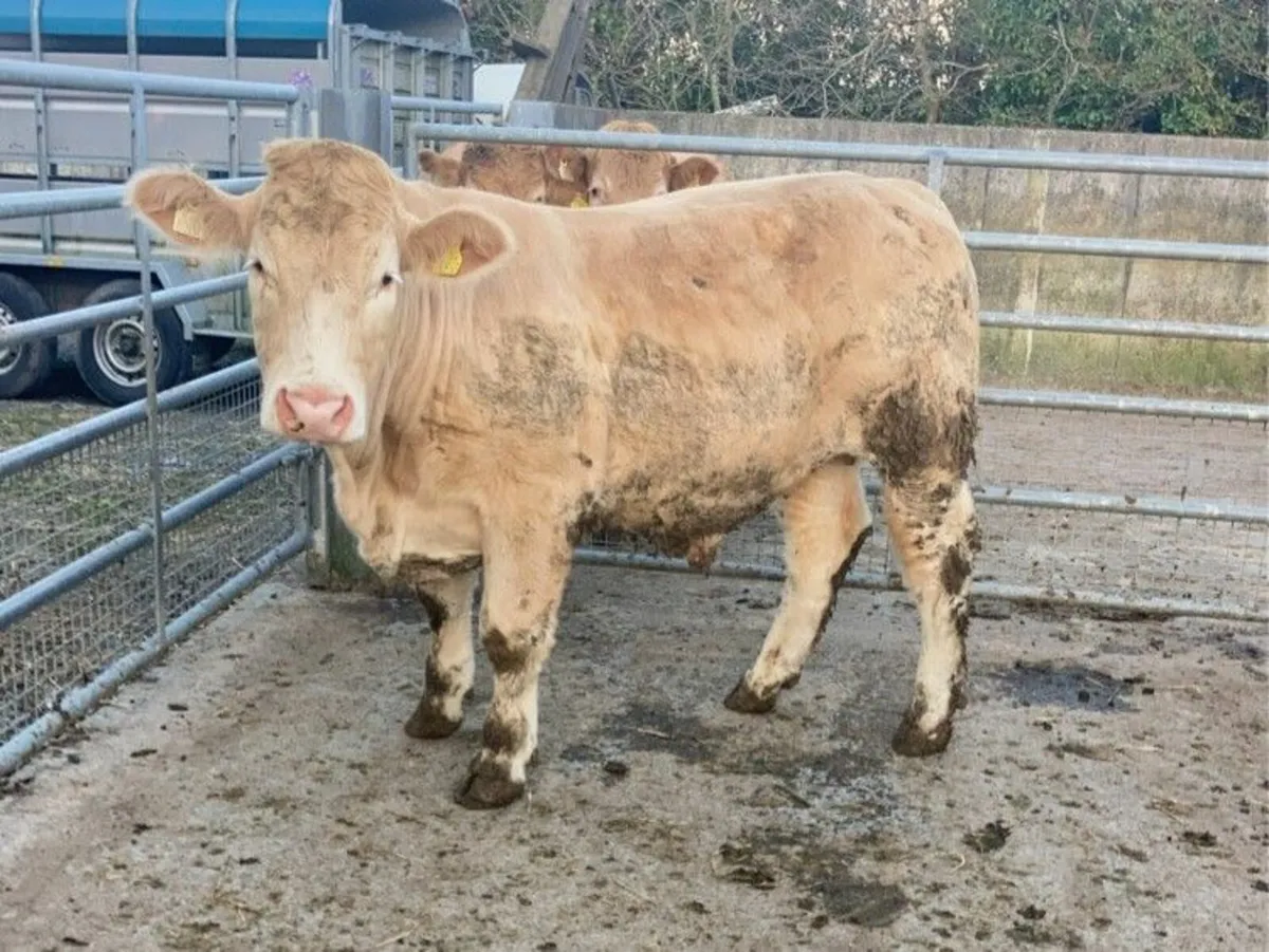QUAILTY BULLOCKS - BALLINROBE MART 26TH MARCH - Image 4