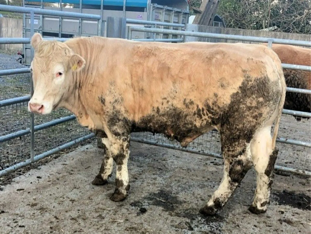 QUAILTY BULLOCKS - BALLINROBE MART 26TH MARCH - Image 1