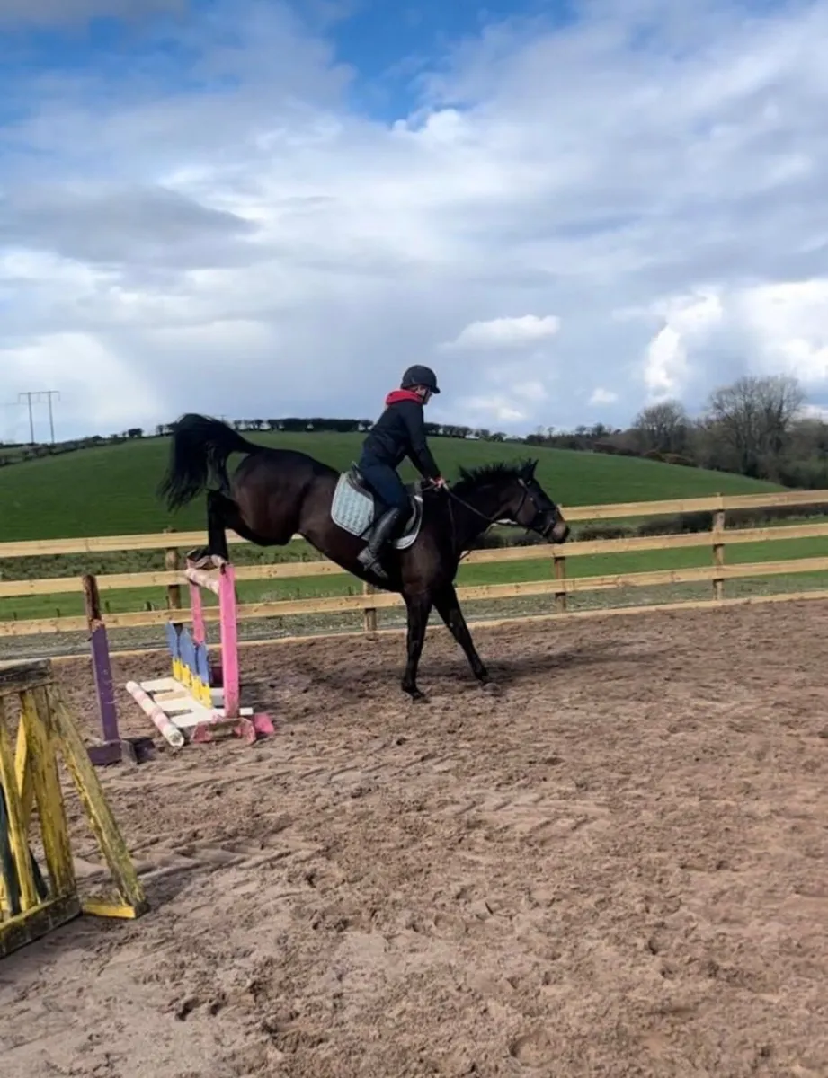 Stunning Allrounder - Image 3
