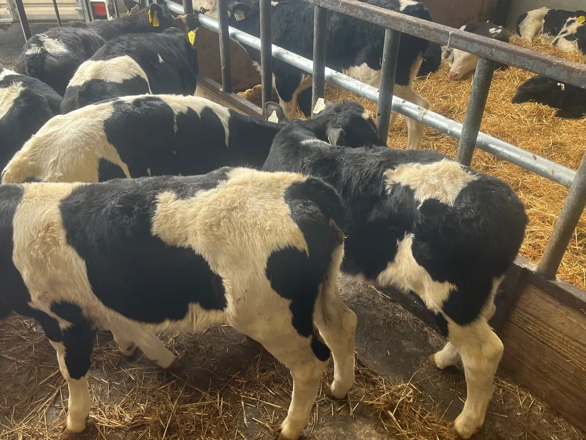 6 super British Friesan heifers - Image 2