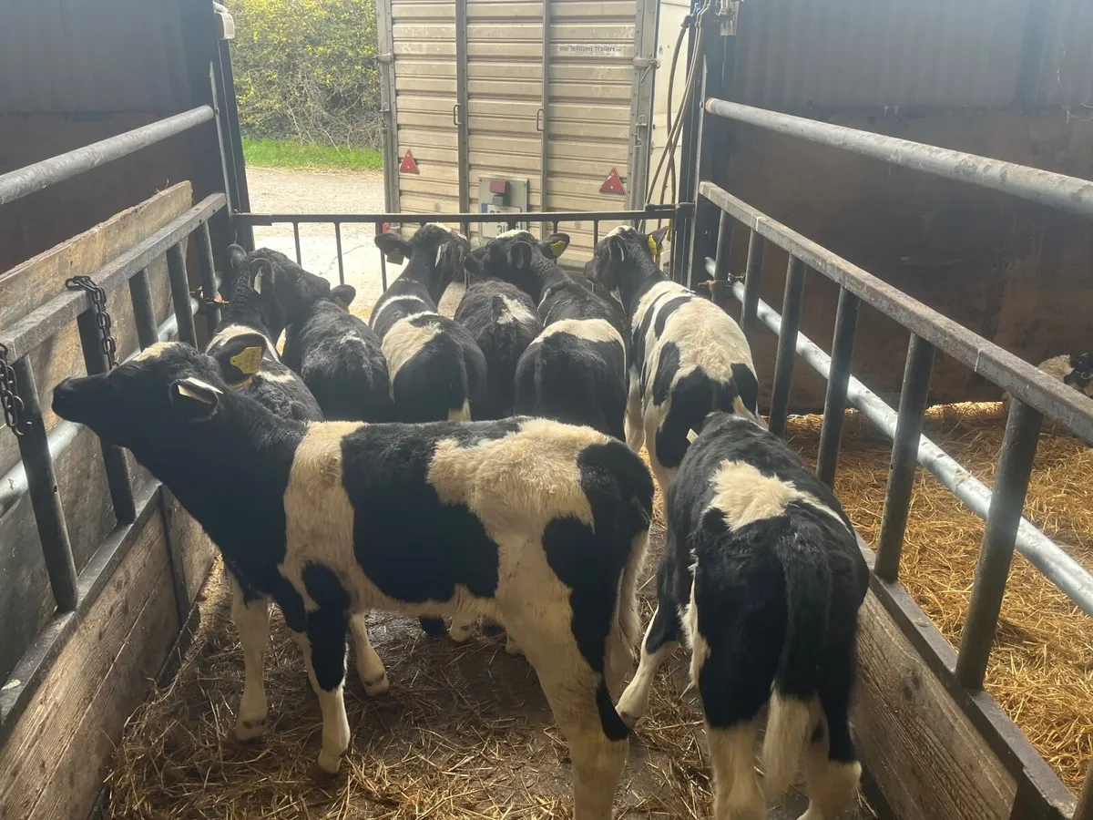 6 super British Friesan heifers - Image 1