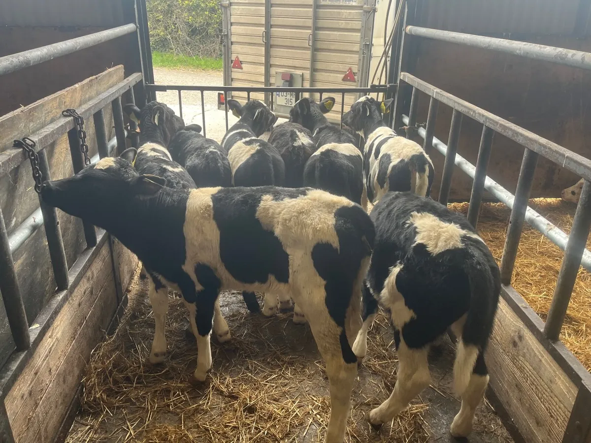 6 super British Friesan heifers - Image 3