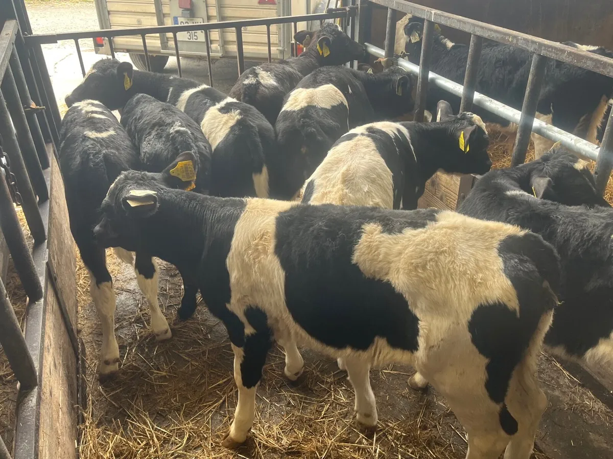 6 super British Friesan heifers - Image 4