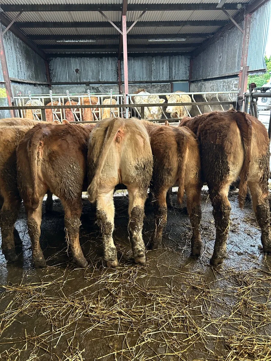 Weanling bulls and heifers for sale - Image 2