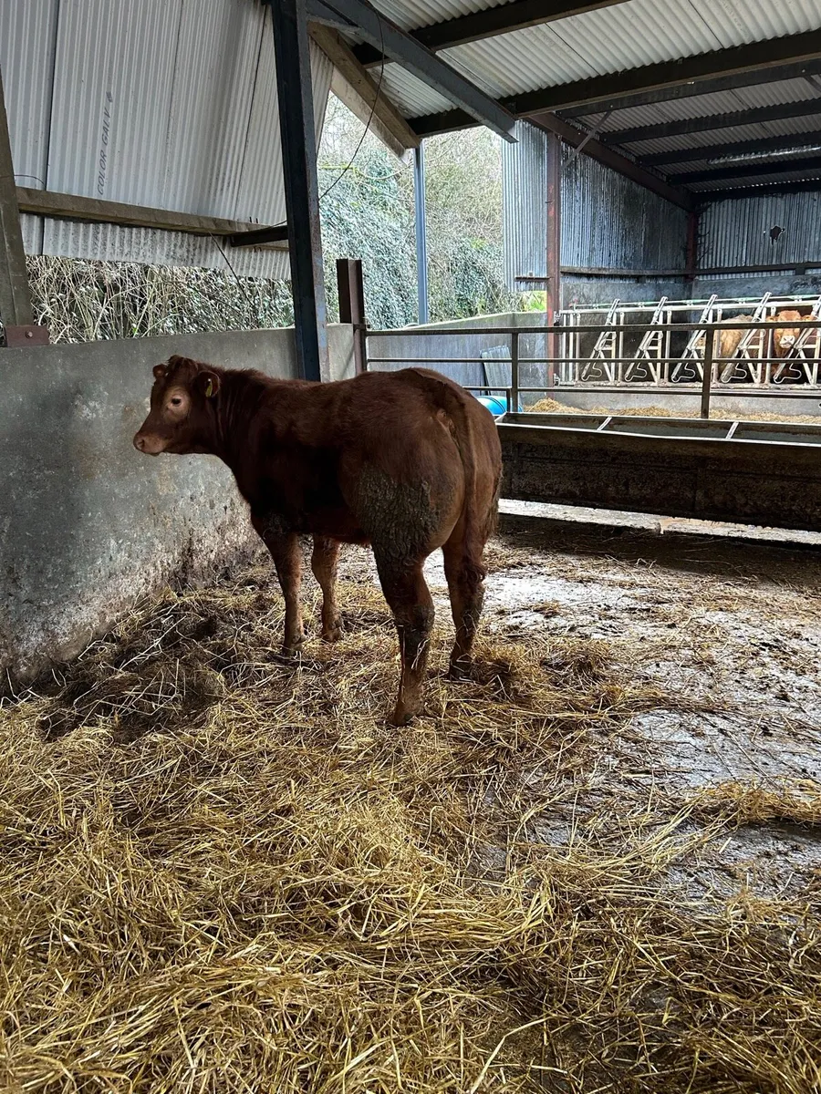 Weanling bulls and heifers for sale - Image 3