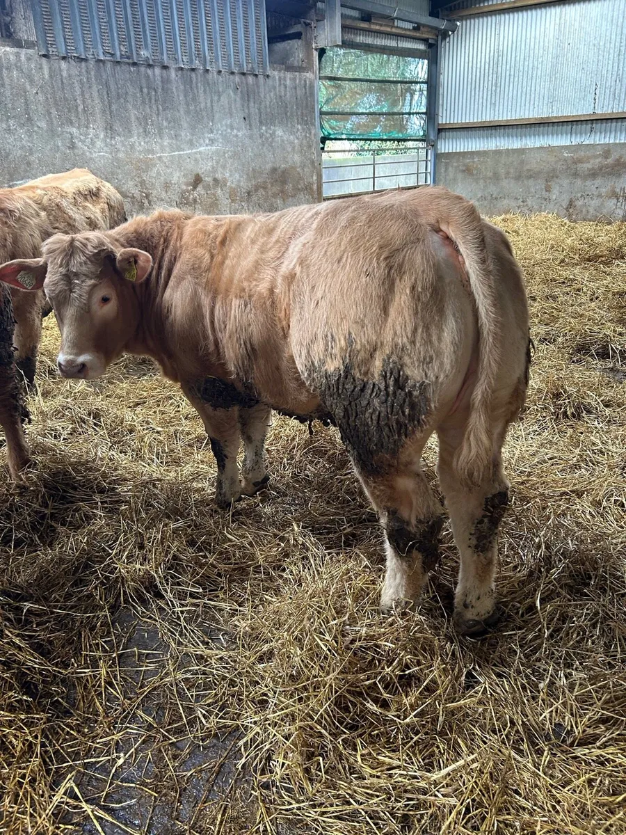 Weanling bulls and heifers for sale - Image 4