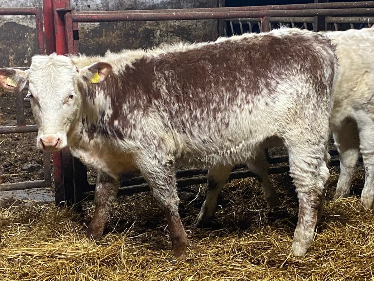 Top Class Cow Maker! - Image 1