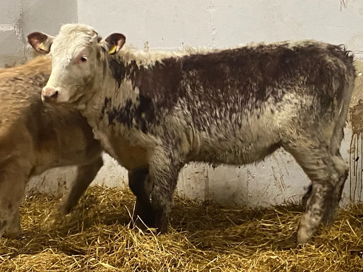 Top Class Cow Maker! - Image 2