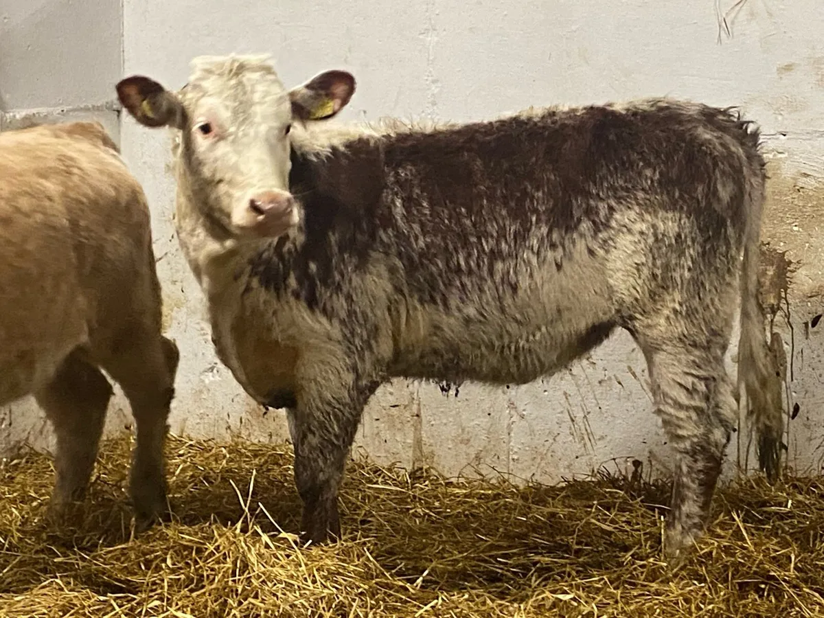 Top Class Cow Maker! - Image 3