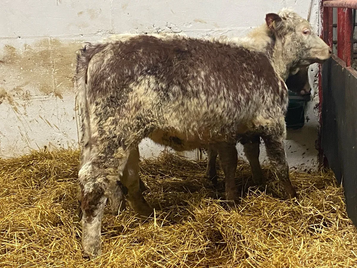 Top Class Cow Maker! - Image 4