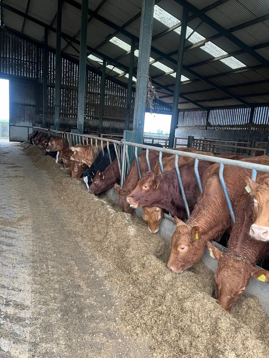 Silage - Image 2
