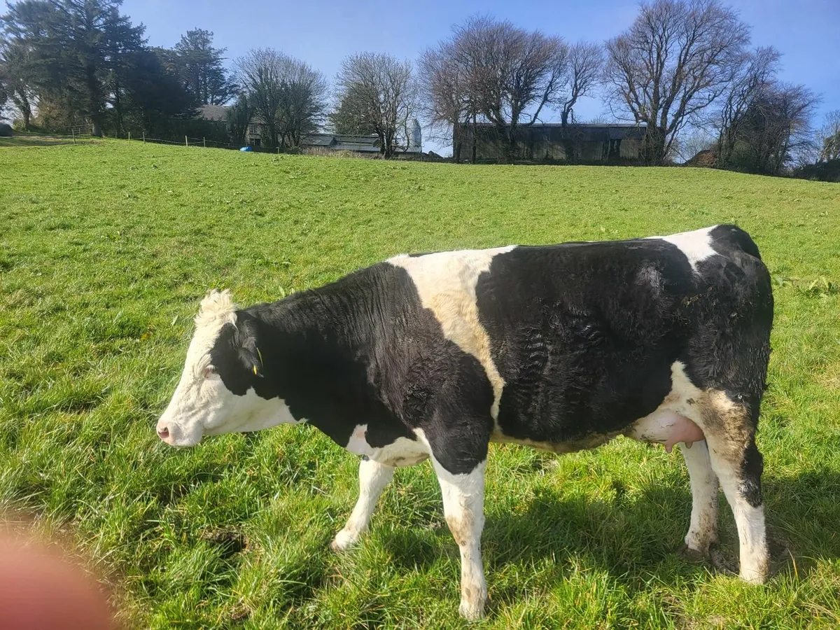Fleckvieh heifers - Image 1