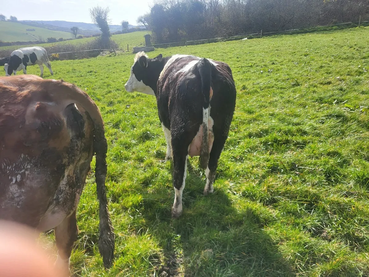 Fleckvieh heifers - Image 2