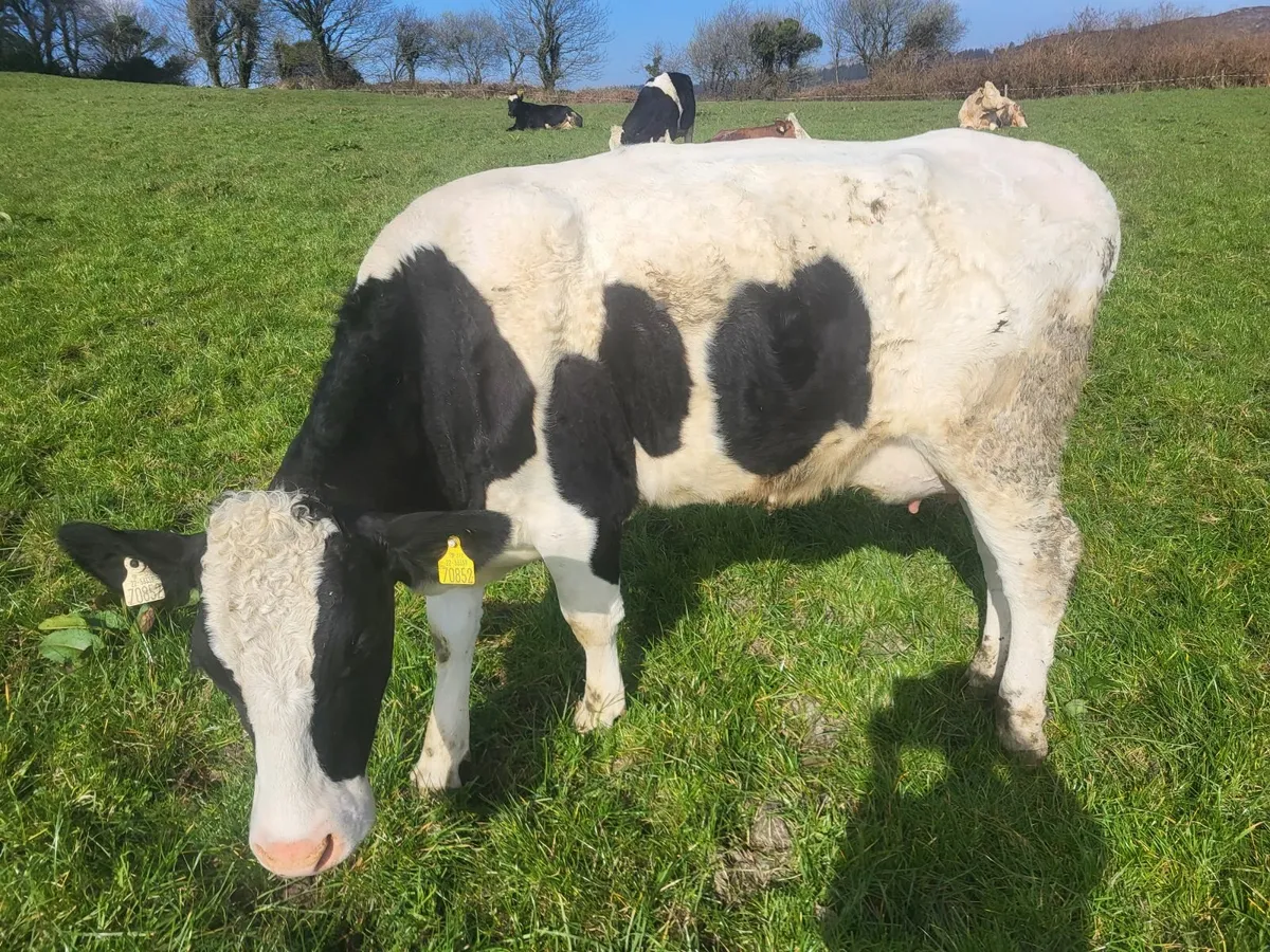 Fleckvieh heifers - Image 3