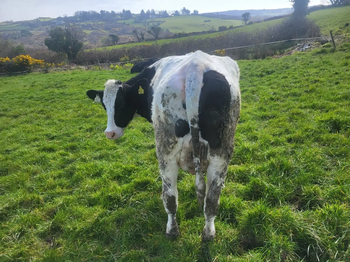 Fleckvieh heifers - Image 4