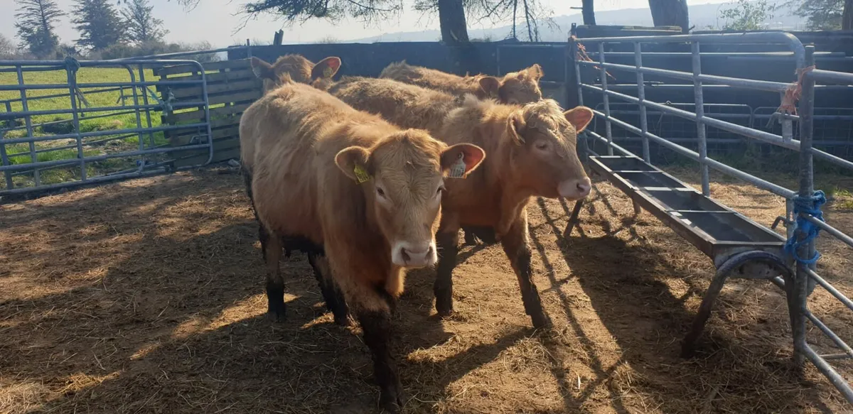Charlaois Organic Weanling Store Cattle - Image 1