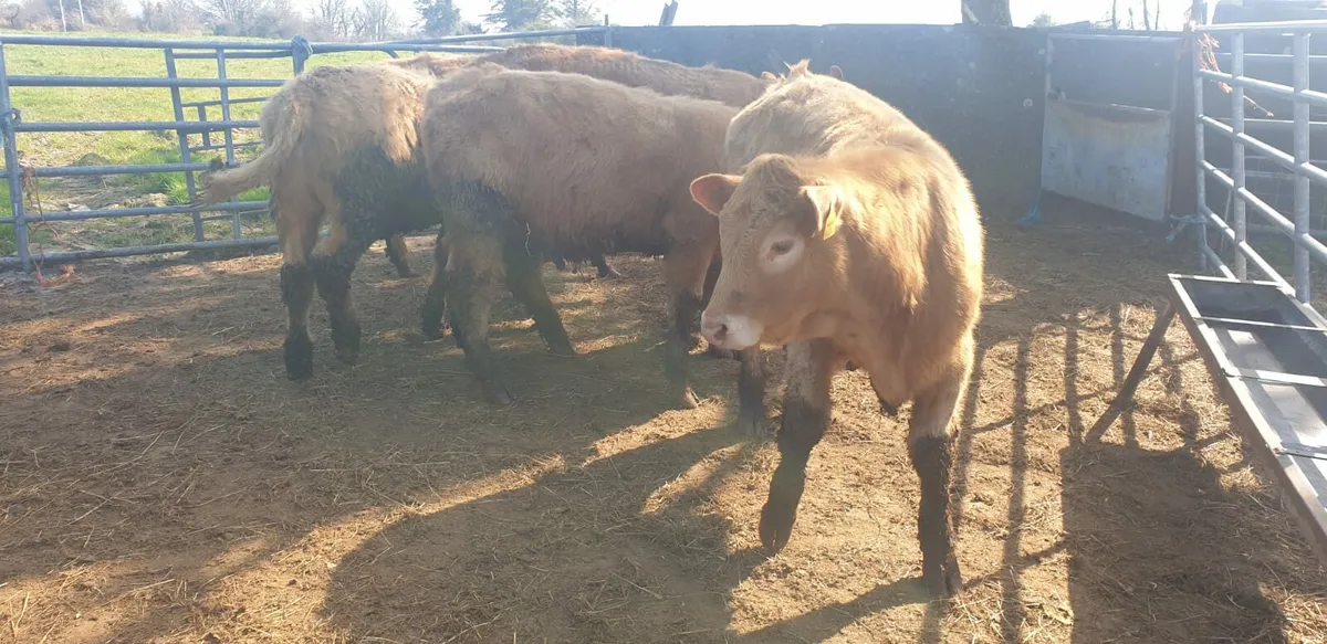 Charlaois Organic Weanling Store Cattle - Image 3