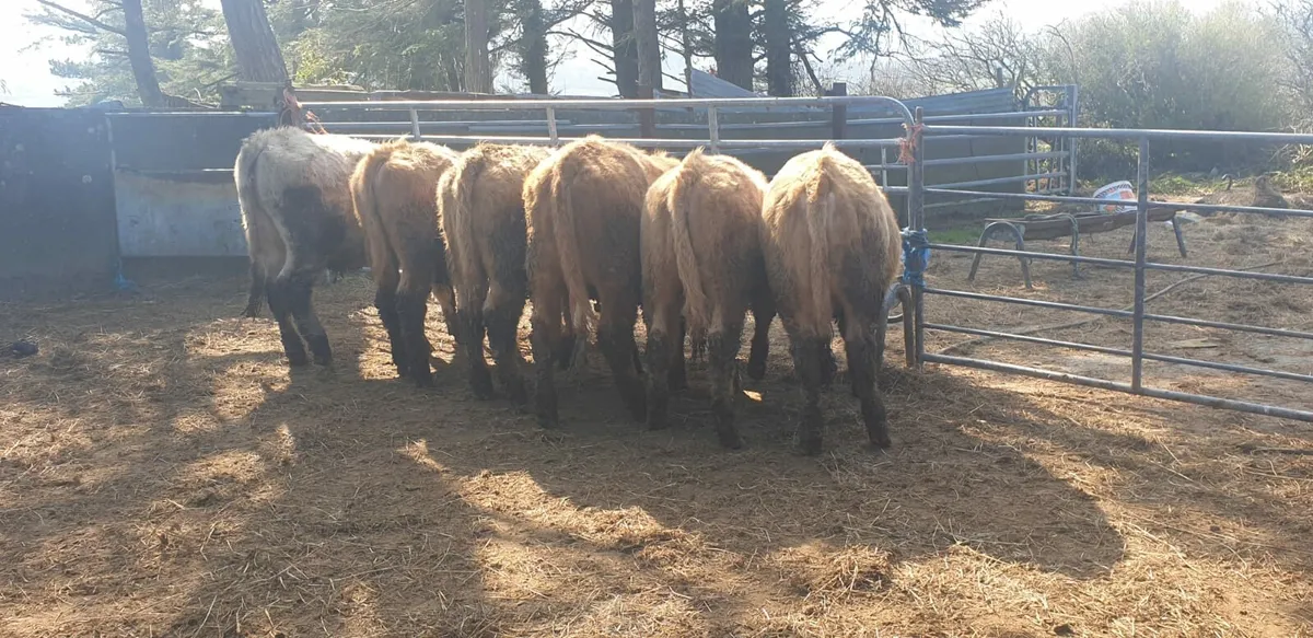 Charlaois Organic Weanling Store Cattle - Image 4