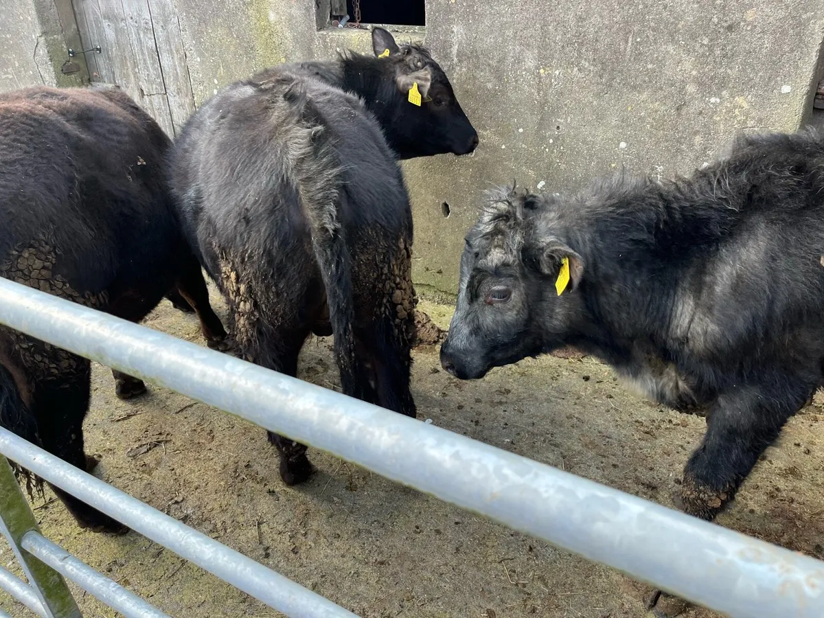 Bullocks - Image 2