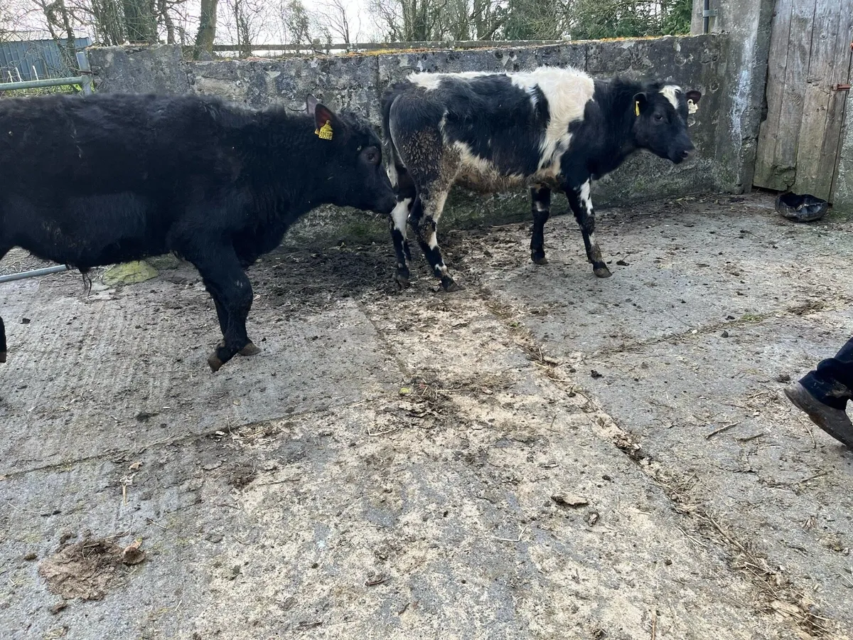 Bullocks - Image 3