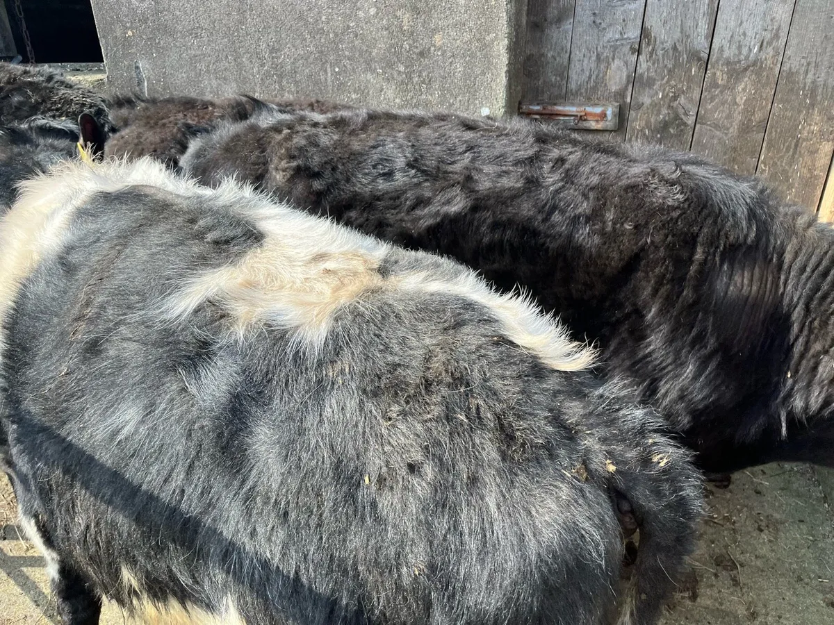 Bullocks - Image 4
