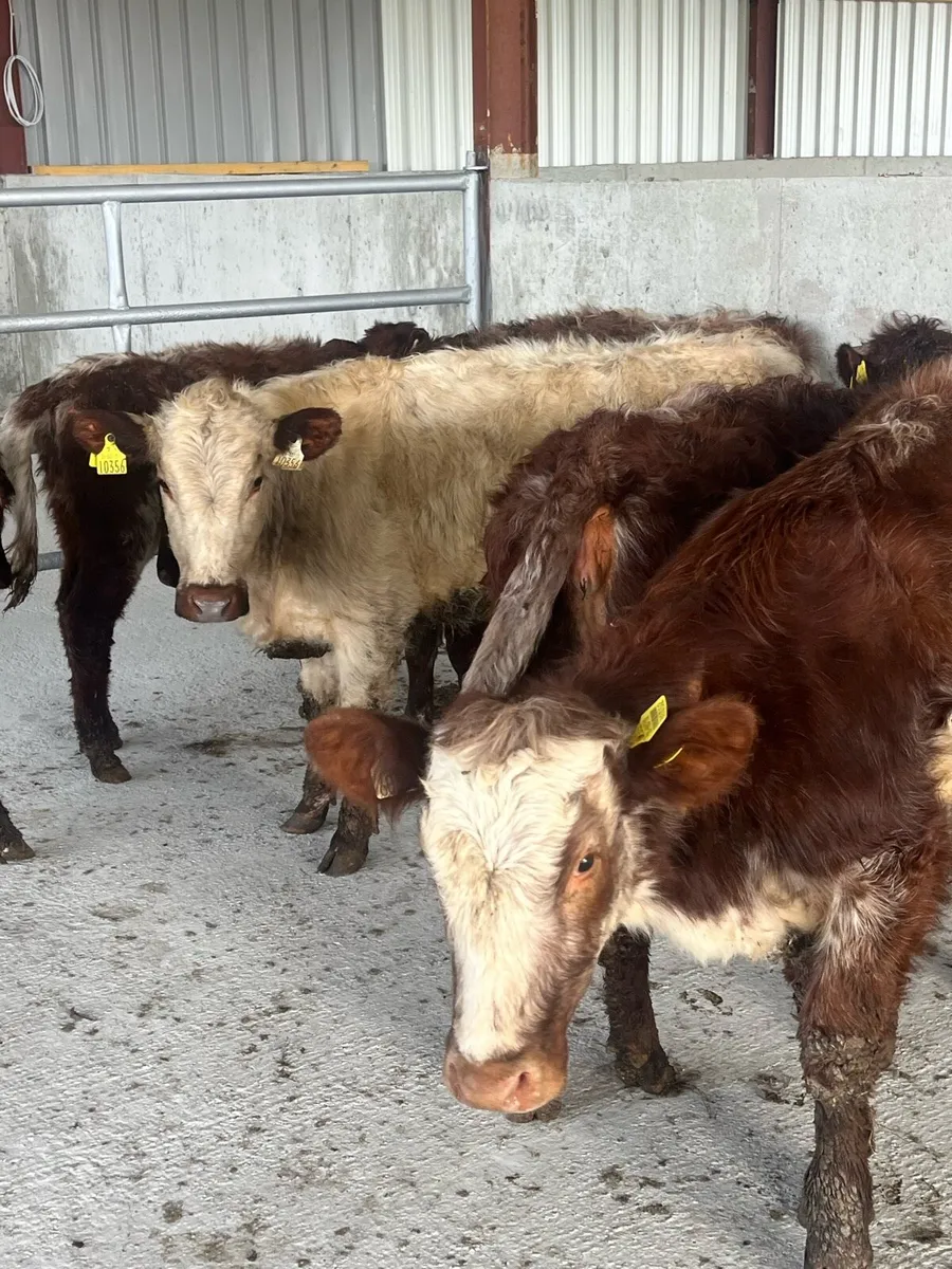 🛑🛑ROAN HEIFERS🛑🛑 - Image 1
