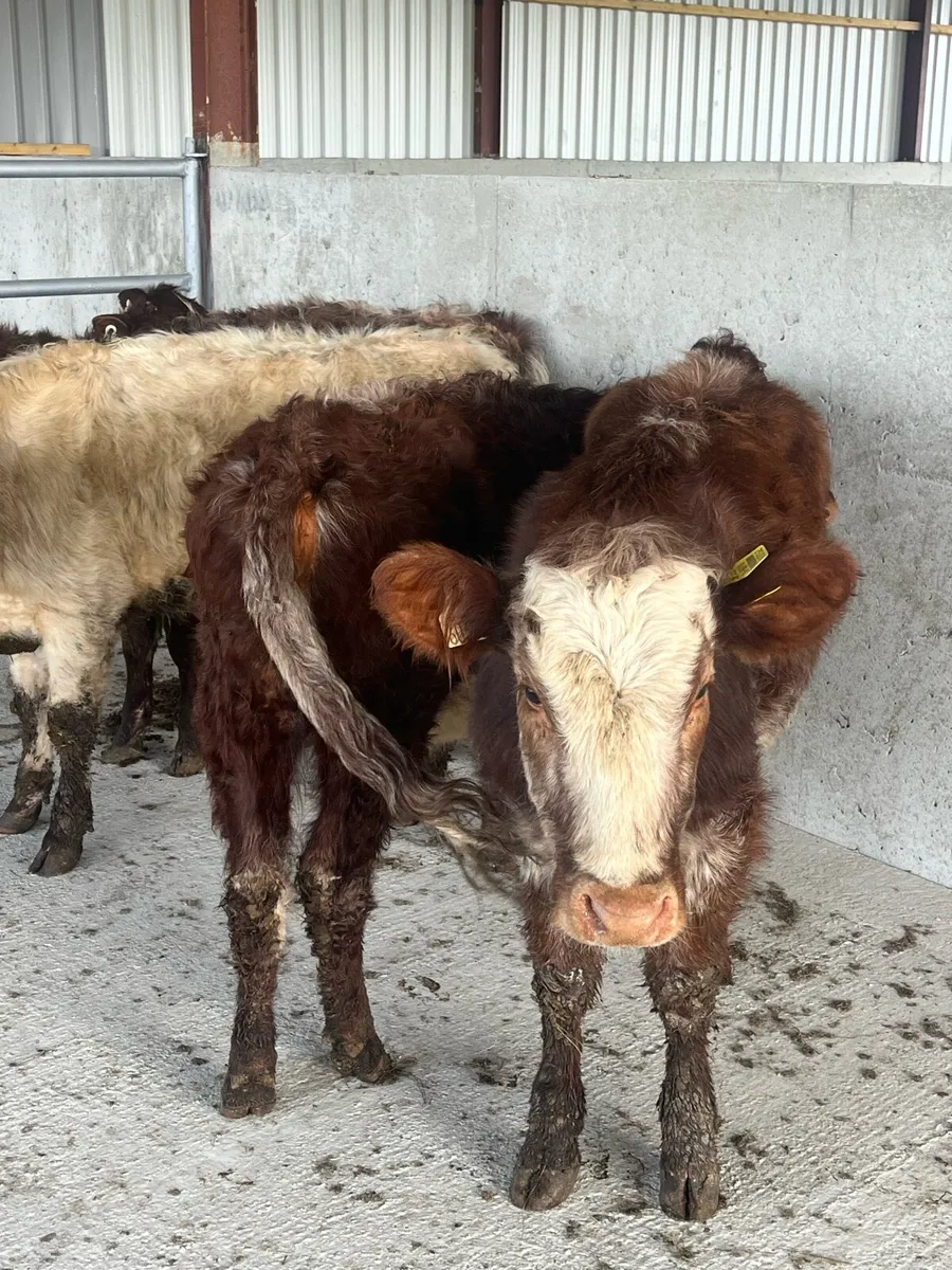 🛑🛑ROAN HEIFERS🛑🛑 - Image 2
