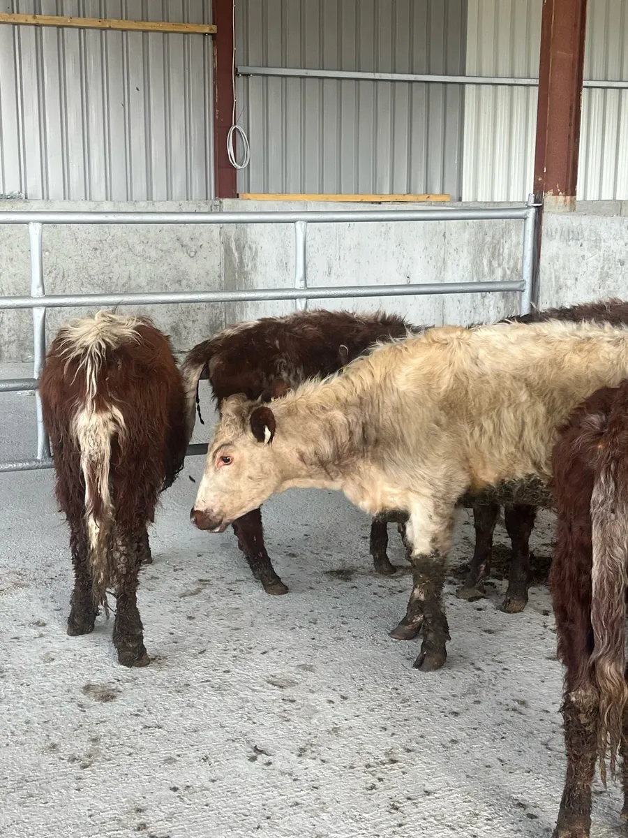 🛑🛑ROAN HEIFERS🛑🛑 - Image 3
