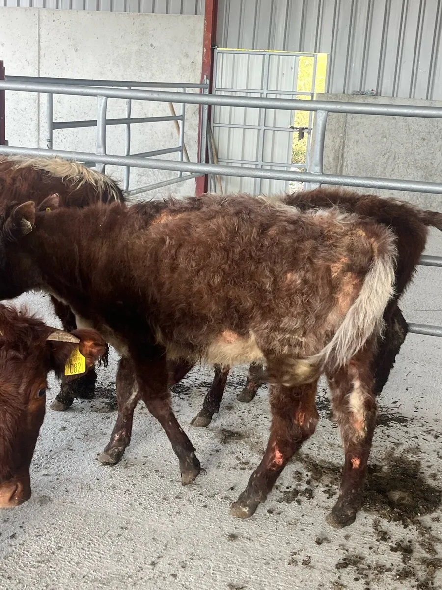 🛑🛑ROAN HEIFERS🛑🛑 - Image 4