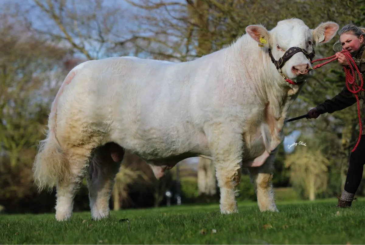Charolais Bull - Image 1