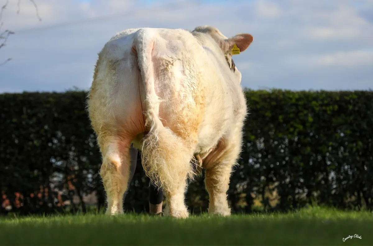 Charolais Bull - Image 2