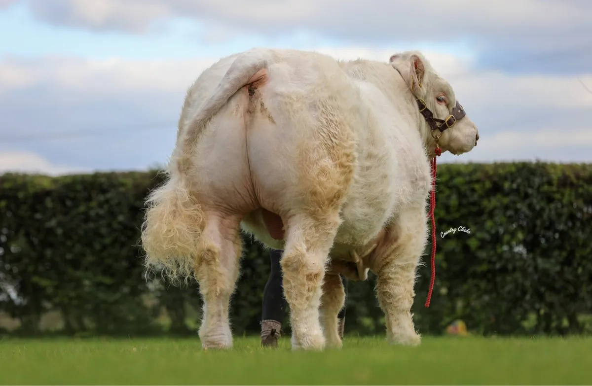 Charolais Bull - Image 3